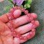 草莓8.5-9mm圓珠手串