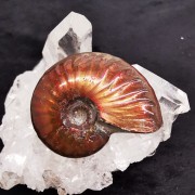Ammonite Decoration