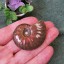 Ammonite Decoration