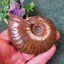 Ammonite Decoration